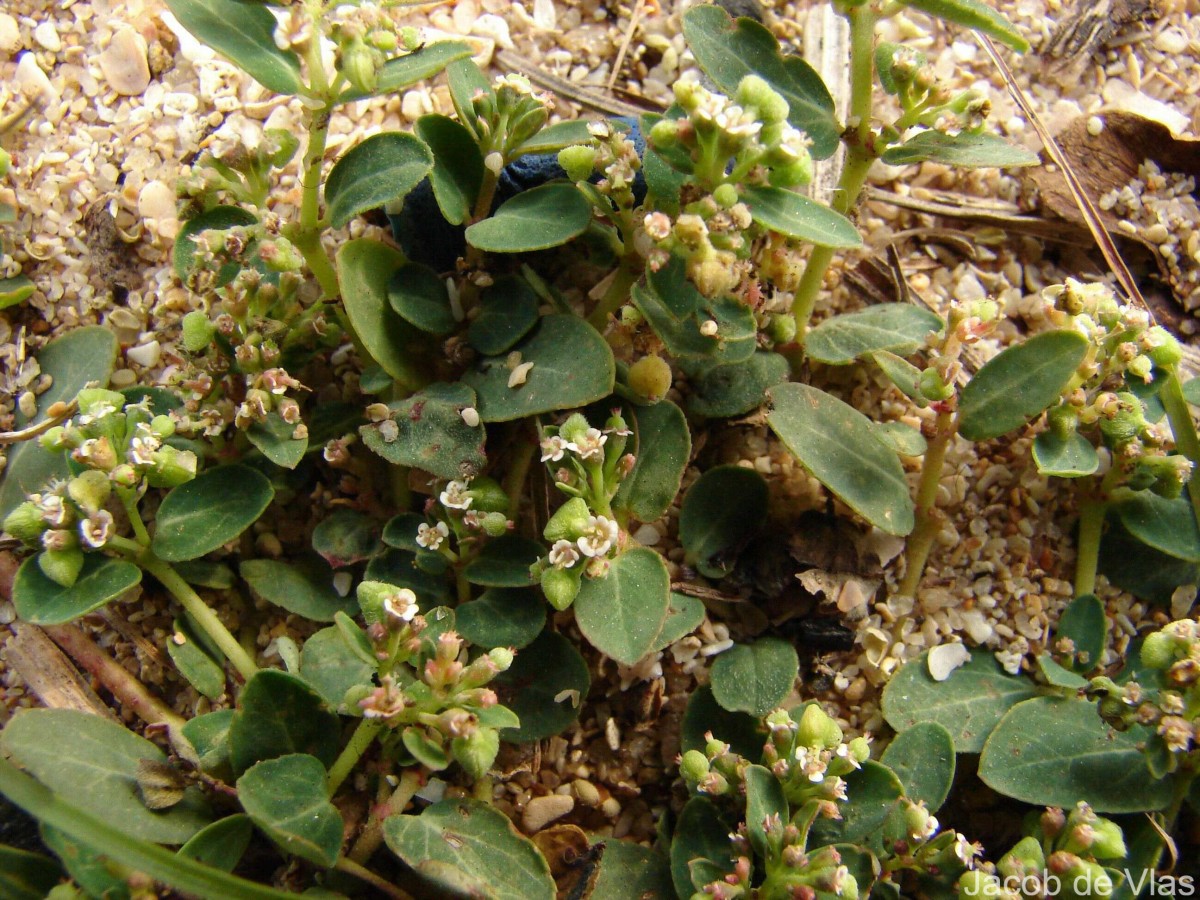 Euphorbia indica Lam.